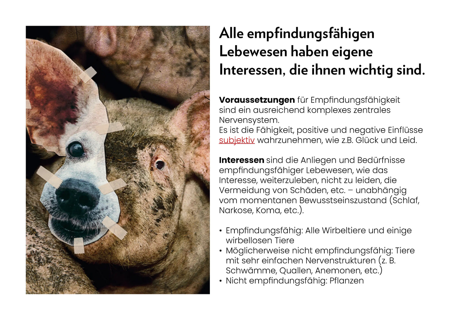DIE MAPPE NVSINO