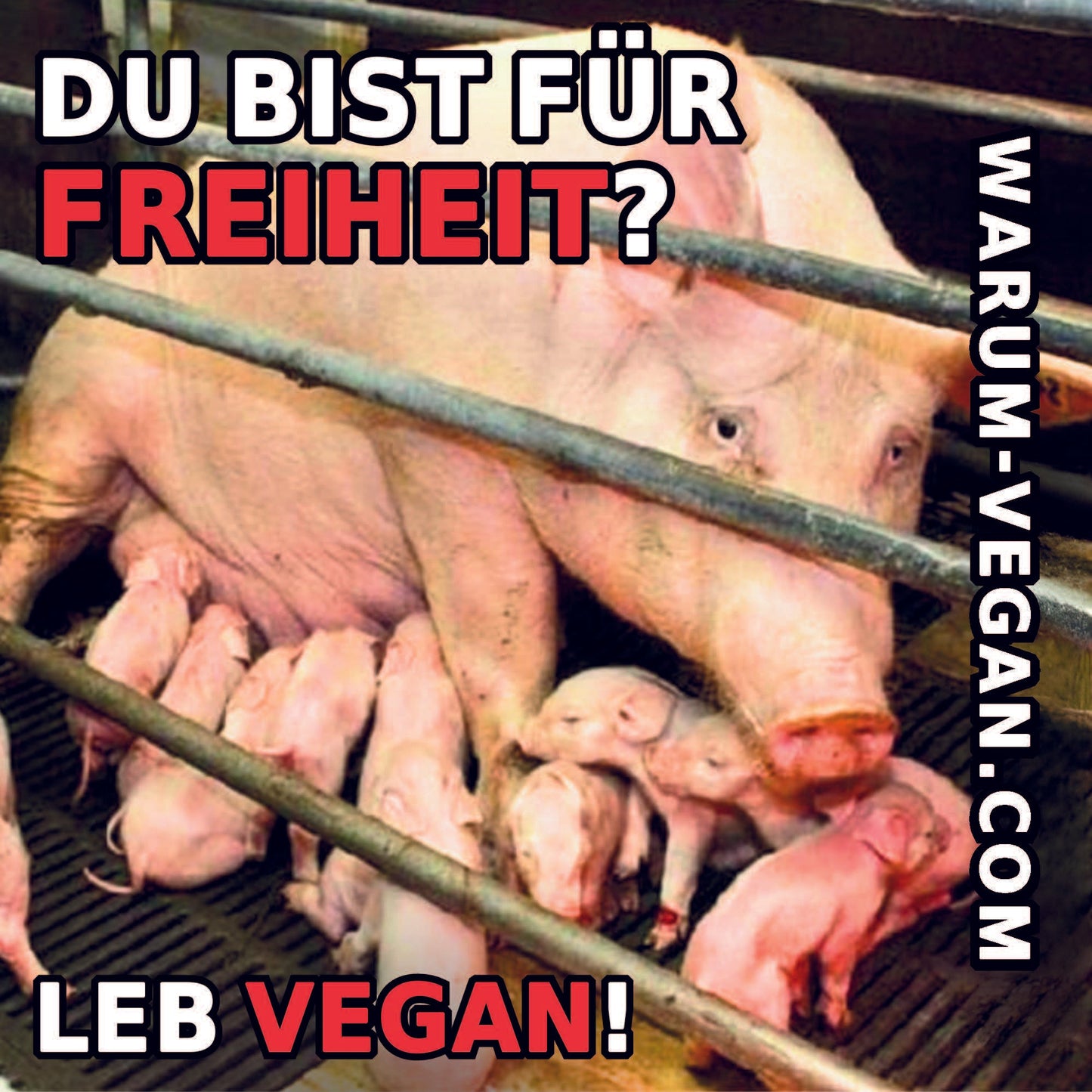Bist Du Für Freiheit? STICKER | Schweine | Vegane Sticker NVSINO