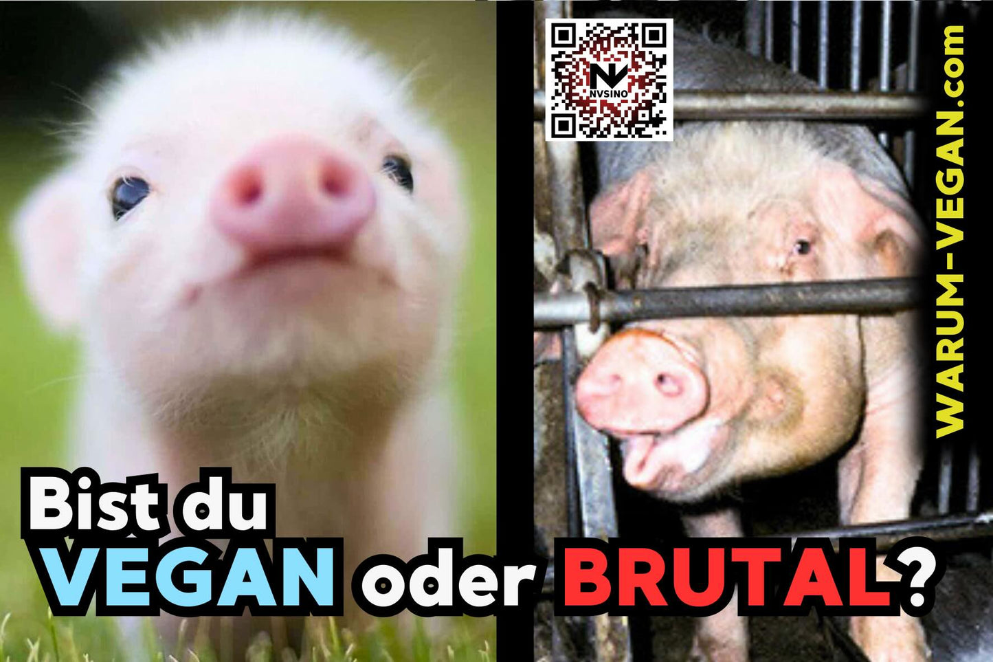 VEGAN ODER BRUTAL? NVSINO