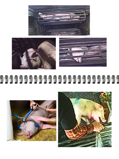 NVSINO Aktivismus Mappe NVSINO