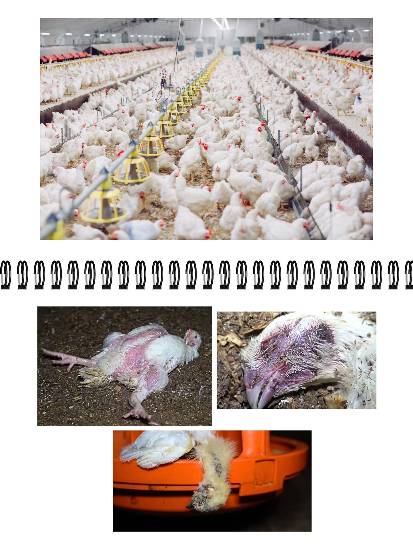 NVSINO Aktivismus Mappe NVSINO