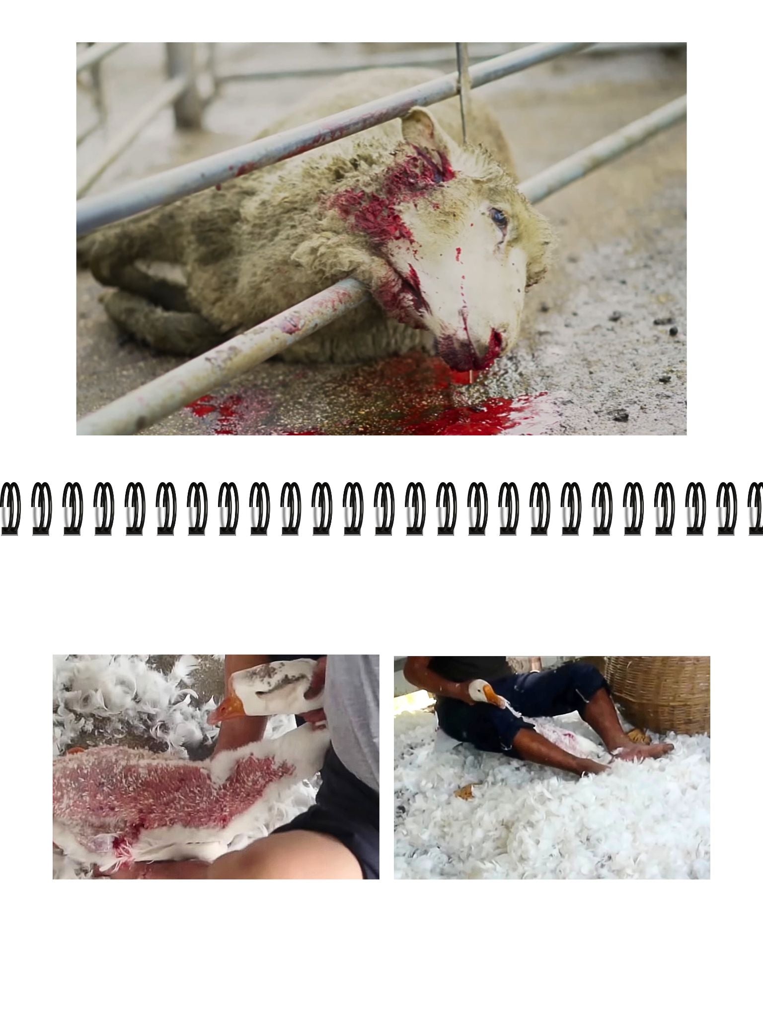 NVSINO Aktivismus Mappe NVSINO