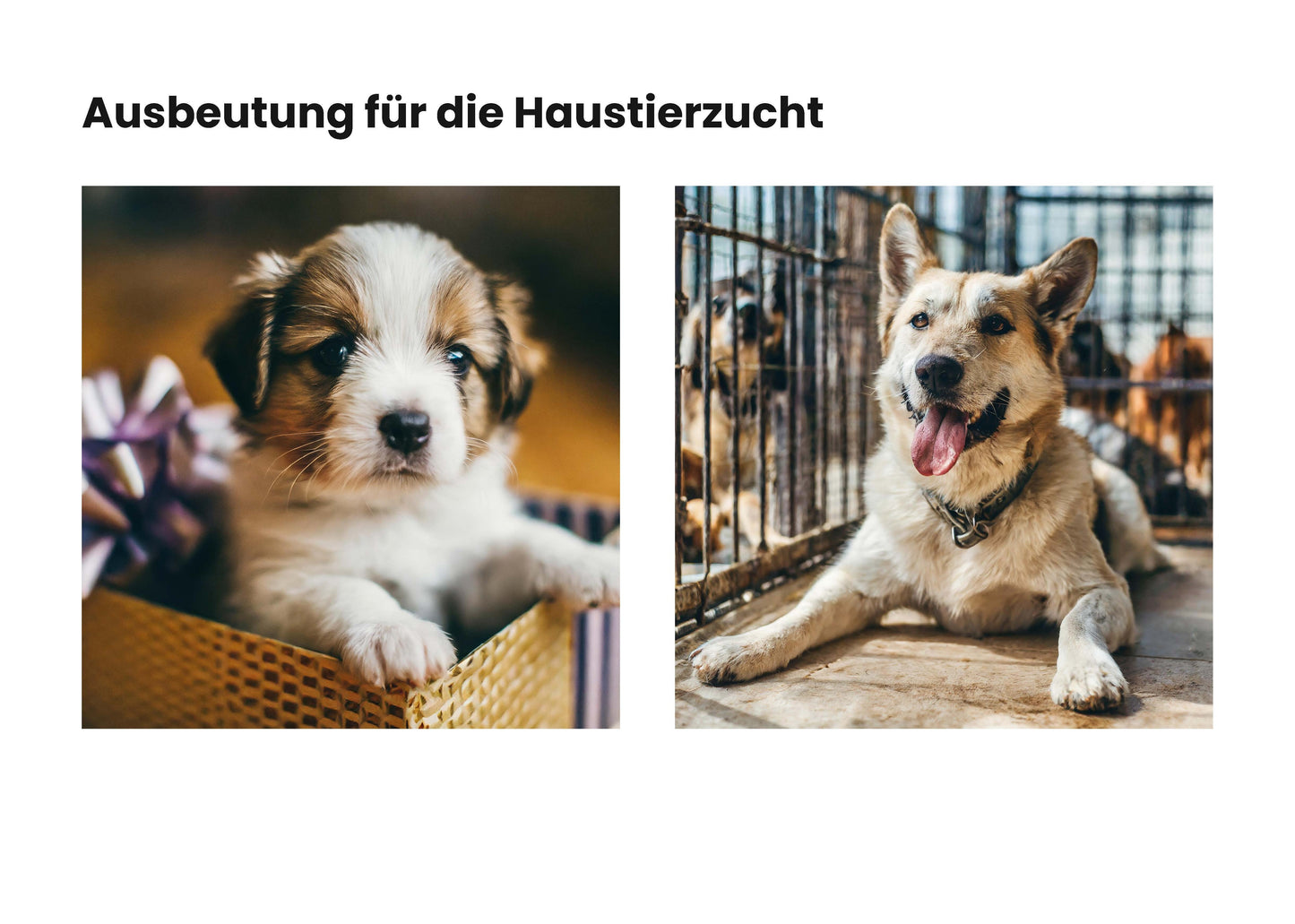 DIE MAPPE | Vegane Erklärmappe | Material für Aktivisten NVSINO