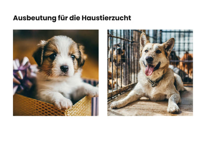 DIE MAPPE | Vegane Erklärmappe | Material für Aktivisten NVSINO