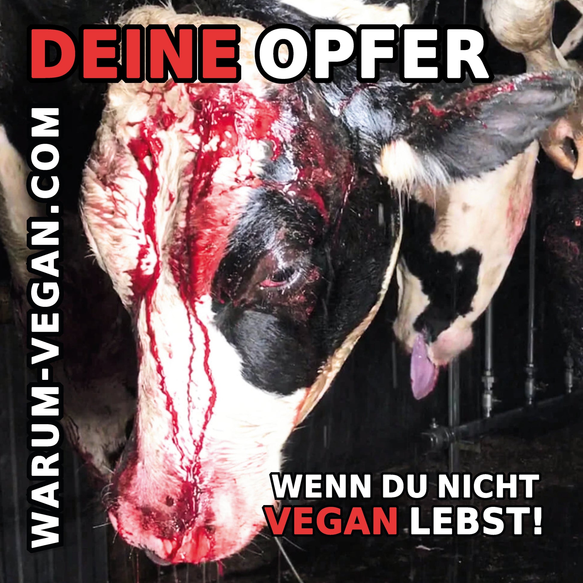 Blutige Kuh - Deine Opfer | Vegane STICKER NVSINO