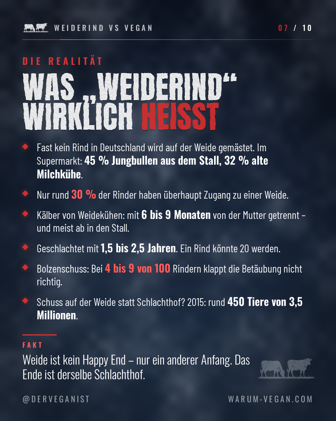 Slide 7 von 10: Die Realität — im Supermarkt stammen 45 Prozent des Rindfleischs von Jungbullen aus dem Stall, nur rund 30 Prozent der Rinder haben Weidezugang